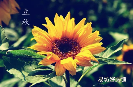 立秋在中伏气候会怎样2021