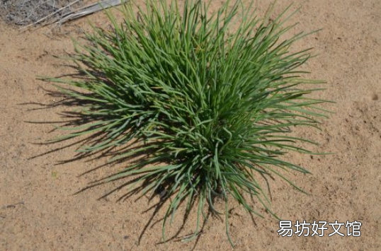 沙葱是不是野葱