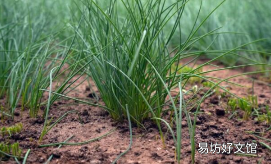 沙葱是不是野葱