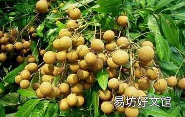 龙眼大小年结果是咋回事