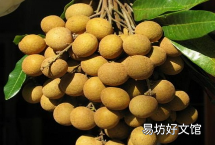 龙眼大小年结果是咋回事