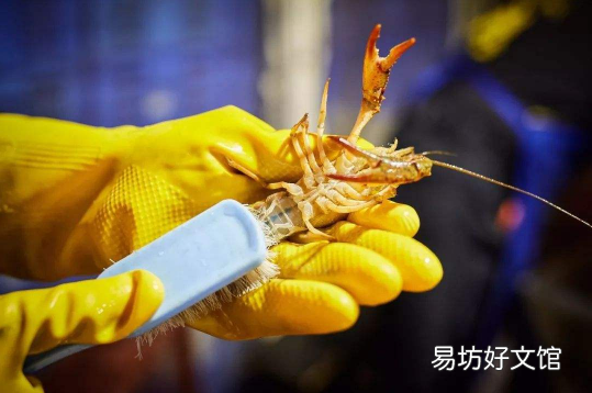 刷小龙虾用什么样的刷子?一般用牙刷就可以!(我们都知道,小龙虾在吃之前一般都是需要放水里面浸泡清洗的,由于它自身会比较脏