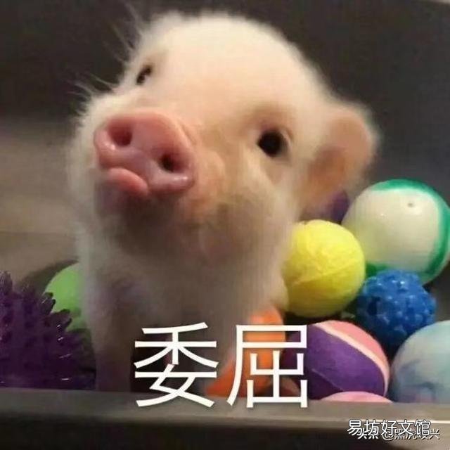 为什么中国人特别喜欢吃猪肉?