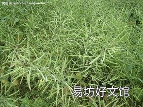 在我国古代,对于普通人家,食用的油和盐哪个更缺乏?
