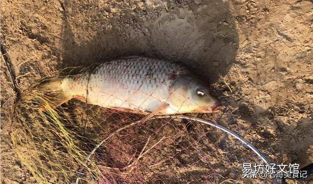 为什么有的地方黄河鲤鱼价格贵,长江鲤鱼价格便宜?