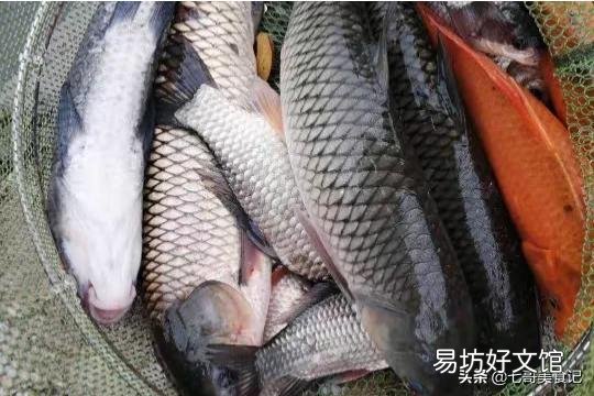 为什么有的地方黄河鲤鱼价格贵,长江鲤鱼价格便宜?