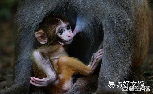 吐蕃人究竟从何而来?