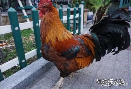 鸡的寿命有多久,谁见过老死的鸡?
