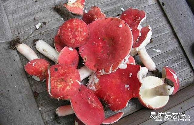 如何避免食用野生菌中毒?