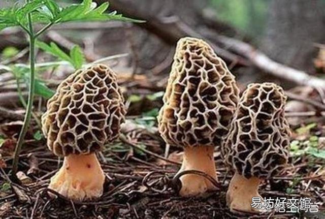 如何避免食用野生菌中毒?
