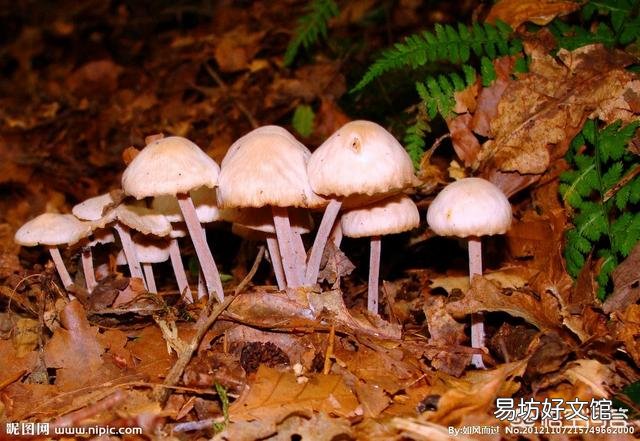 如何避免食用野生菌中毒?