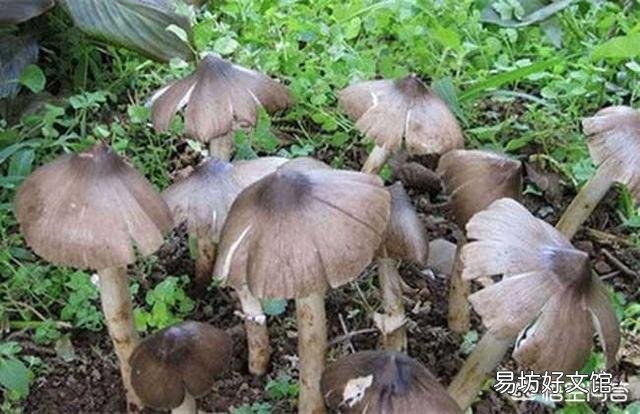 如何避免食用野生菌中毒?