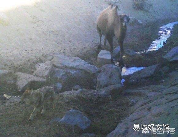 从来没有听说有猎食动物捕杀骆驼,是骆驼生长环境没捕食动物,还是其它原因?