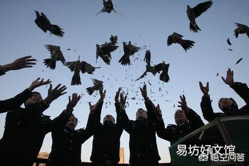 佛教如何对待害虫？
