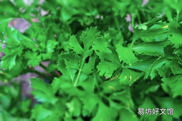 降血糖最快的土方子