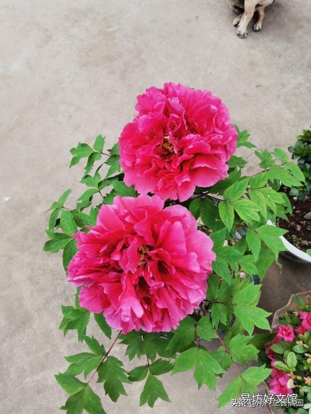 卖掉你大城市的房子,带着现金回到农村,并教育子女做农民,远离城市生活,你愿意吗?