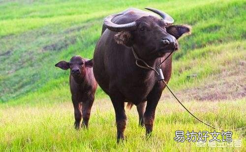 有人说农民没交养老保险，所以不能给养老金养老，你怎么看？
