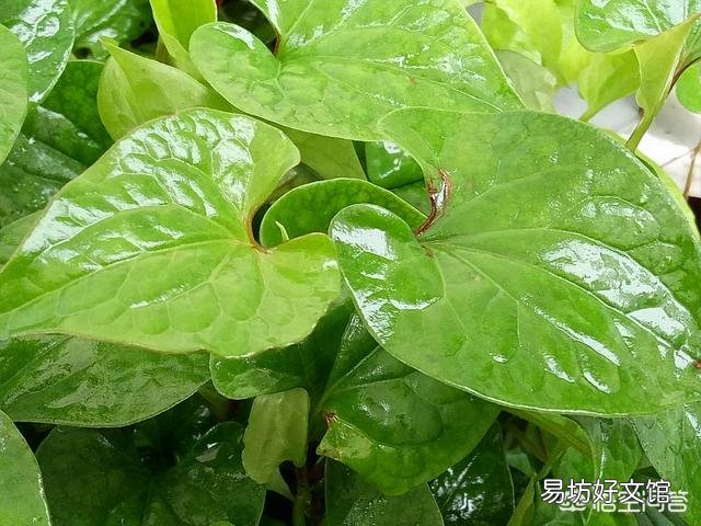 现在农村还有真正的有机蔬菜吗?