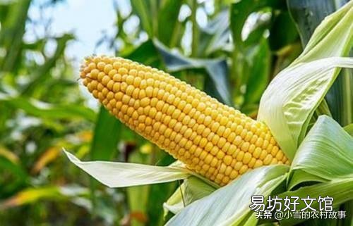 玉米控釋肥含量多少最好？