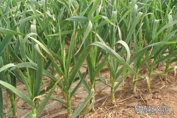 大蒜出苗慢是什么原因,该怎样解决?