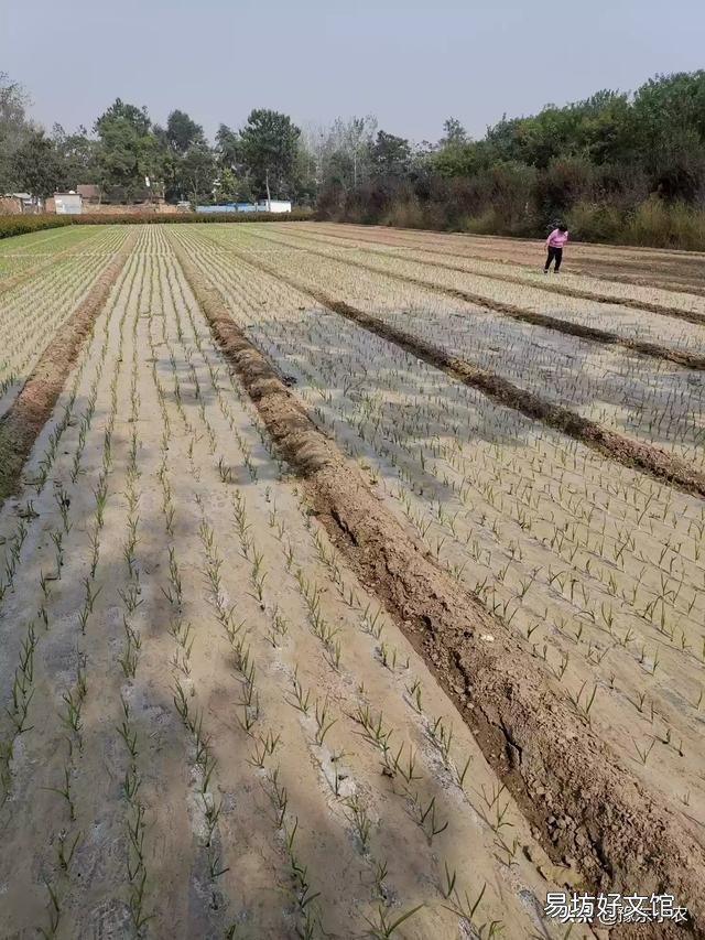 大蒜出苗慢是什么原因,该怎样解决?