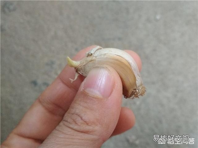 大蒜出苗慢是什么原因,该怎样解决?