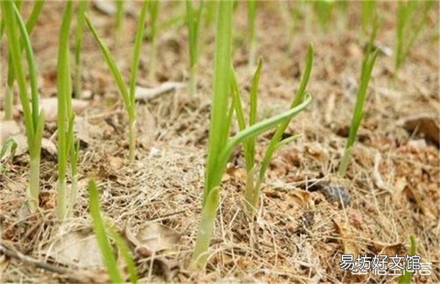 大蒜出苗慢是什么原因,该怎样解决?