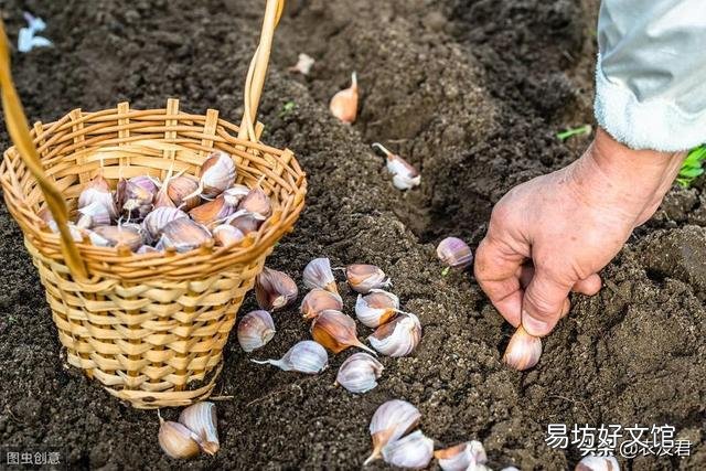 大蒜出苗慢是什么原因,该怎样解决?