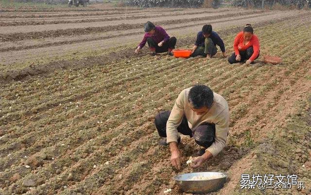 大蒜出苗慢是什么原因,该怎样解决?