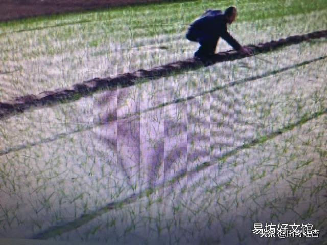 大蒜出苗慢是什么原因,该怎样解决?