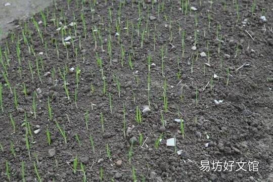 大蒜出苗慢是什么原因,该怎样解决?