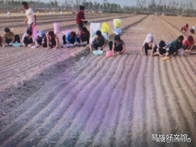 大蒜出苗慢是什么原因,该怎样解决?
