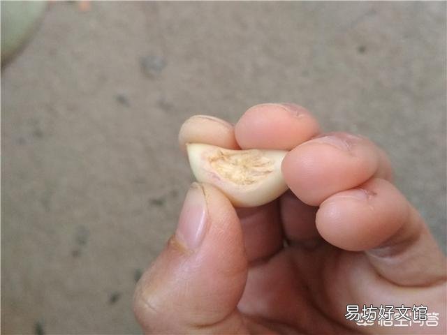 大蒜出苗慢是什么原因,该怎样解决?