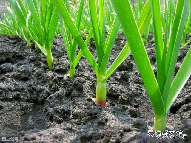 大蒜出苗慢是什么原因,该怎样解决?