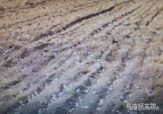 大蒜出苗慢是什么原因,该怎样解决?
