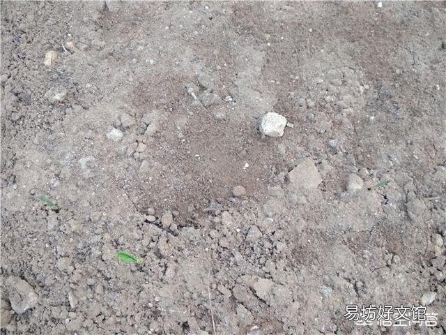大蒜出苗慢是什么原因,该怎样解决?