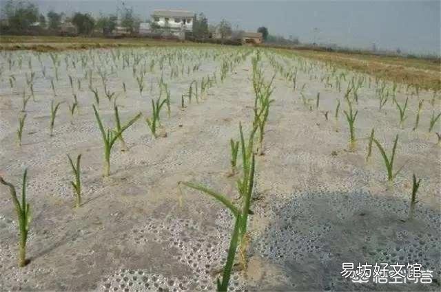 大蒜出苗慢是什么原因,该怎样解决?