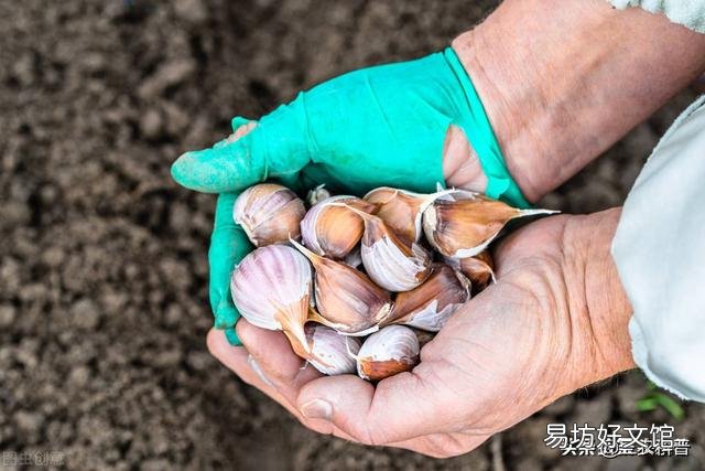 大蒜出苗慢是什么原因,该怎样解决?