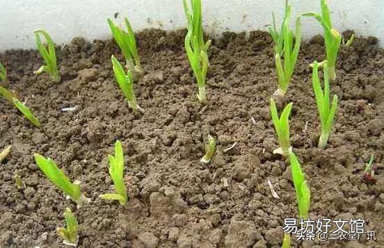 大蒜出苗慢是什么原因,该怎样解决?
