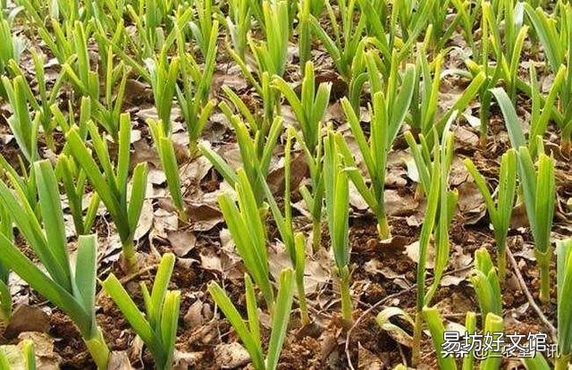 大蒜出苗慢是什么原因,该怎样解决?