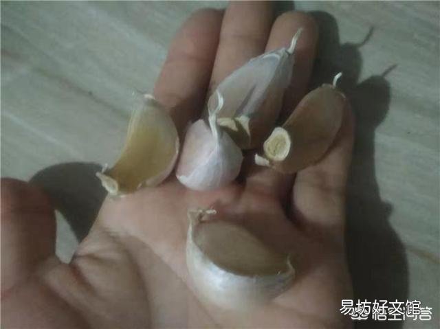 大蒜出苗慢是什么原因,该怎样解决?