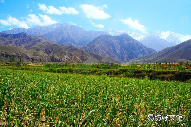大蒜出苗慢是什么原因,该怎样解决?