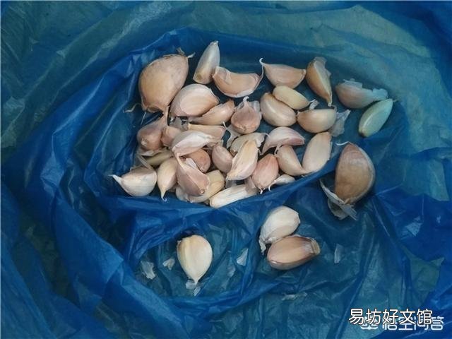 大蒜出苗慢是什么原因,该怎样解决?