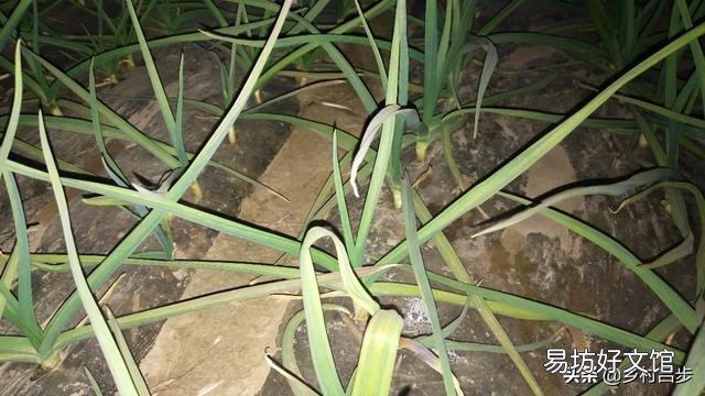 大蒜出苗慢是什么原因,该怎样解决?