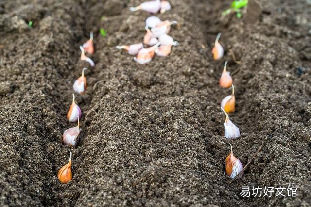 大蒜出苗慢是什么原因,该怎样解决?