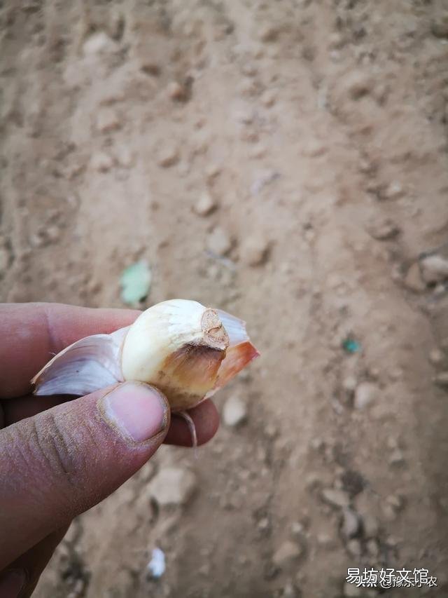 大蒜出苗慢是什么原因,该怎样解决?