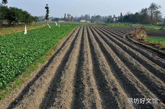 大蒜出苗慢是什么原因,该怎样解决?