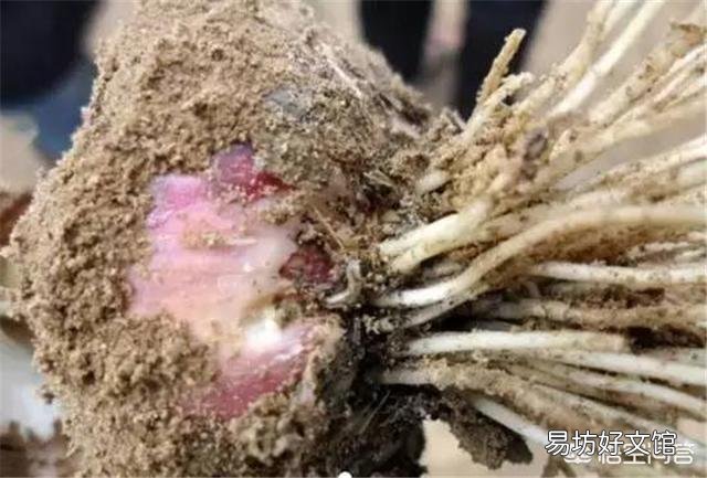 大蒜出苗慢是什么原因,该怎样解决?
