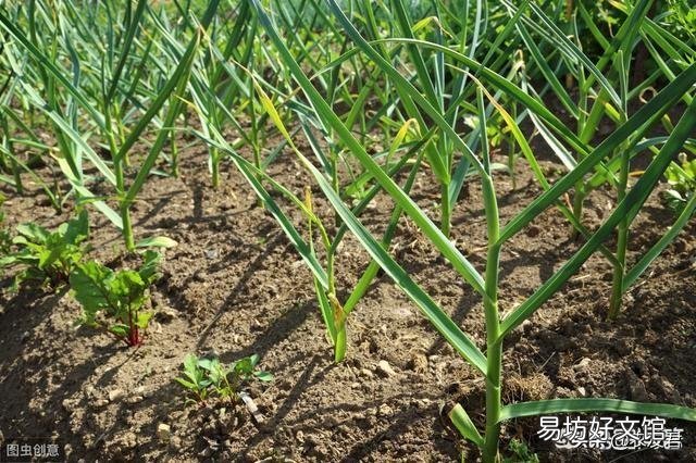 大蒜出苗慢是什么原因,该怎样解决?