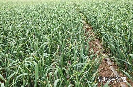 大蒜出苗慢是什么原因,该怎样解决?